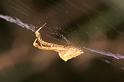 Uloborus_barbipes_D7169_Z_88_Kidmans camp_Australie